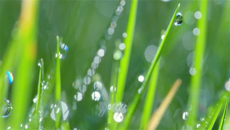 grass blades and dew drops 01