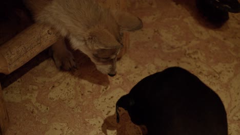 baby wolf tries to play with hungry dog and his bone