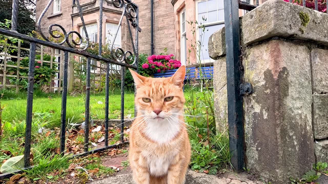 Fife'ta bir bahçeyi keşfeden turuncu kedi.