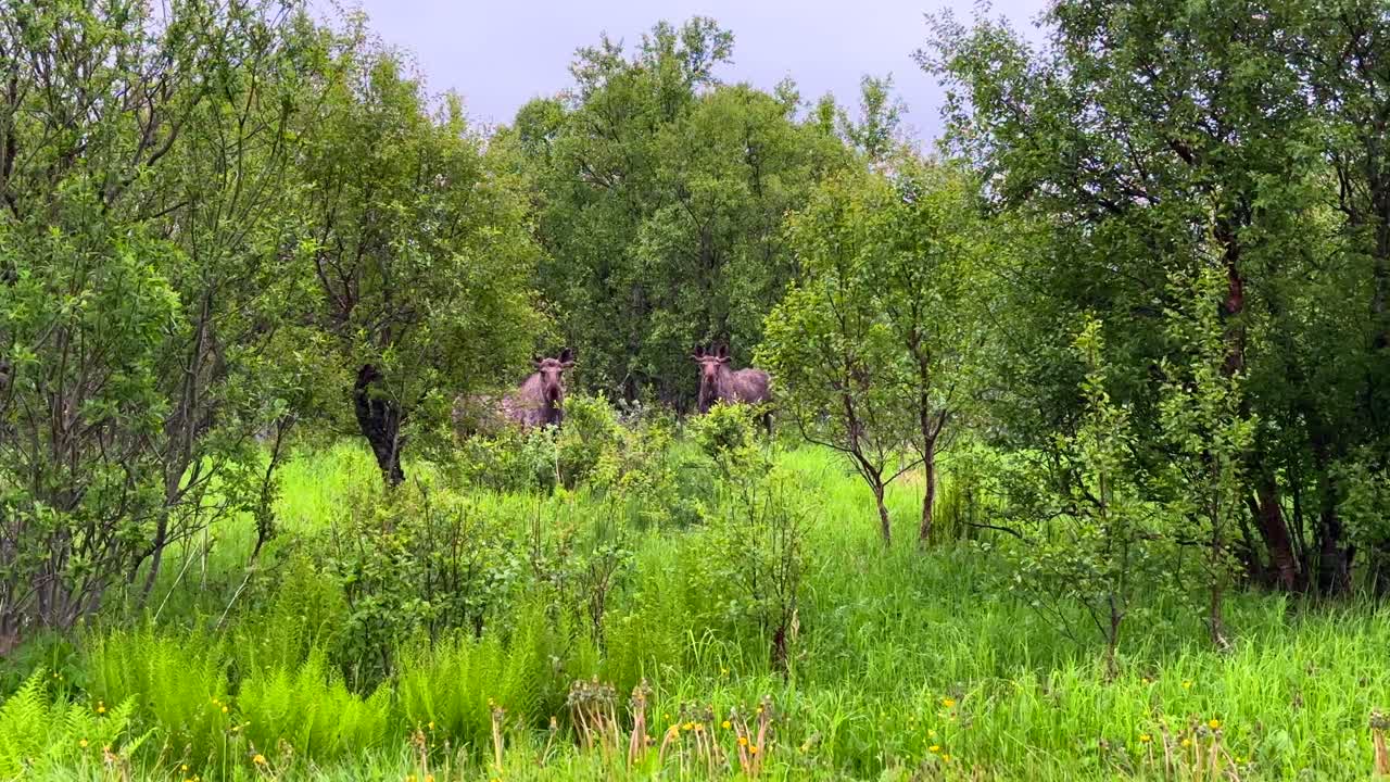 Two Moose in a Lush Green Forest