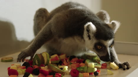 lemur sniffing pile of assorted fruits - medium shot