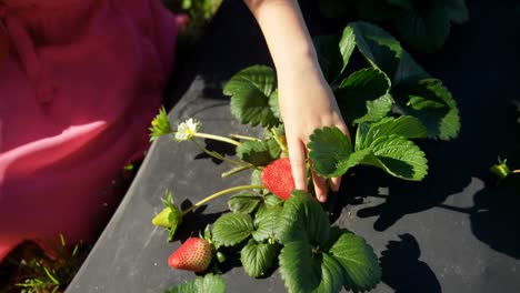 girls picking strawberries in the farm 4k