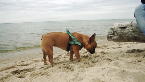 bulldog francés diviértete en el mar