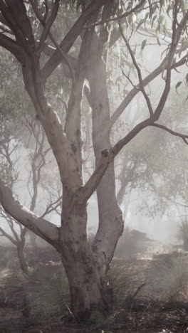 bosque de niebla con rayos de sol