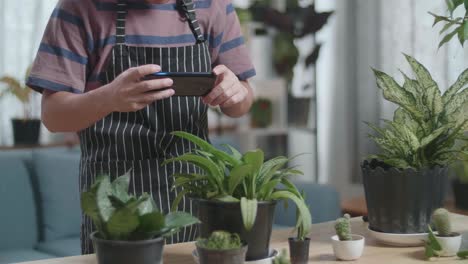 close up of man's hands  holding smartphone and taking photos of plants at home