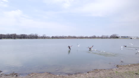 following flocks of bids flying over a lake, drone view