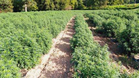 tiro de carro de avance lento por encima de las plantas de marihuana medicinal que crecen en el campo de cáñamo en lancaster, pennsylvania, ee.uu.