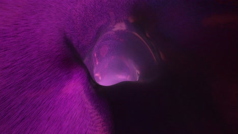 futuristic purple tunnel and vortex loop