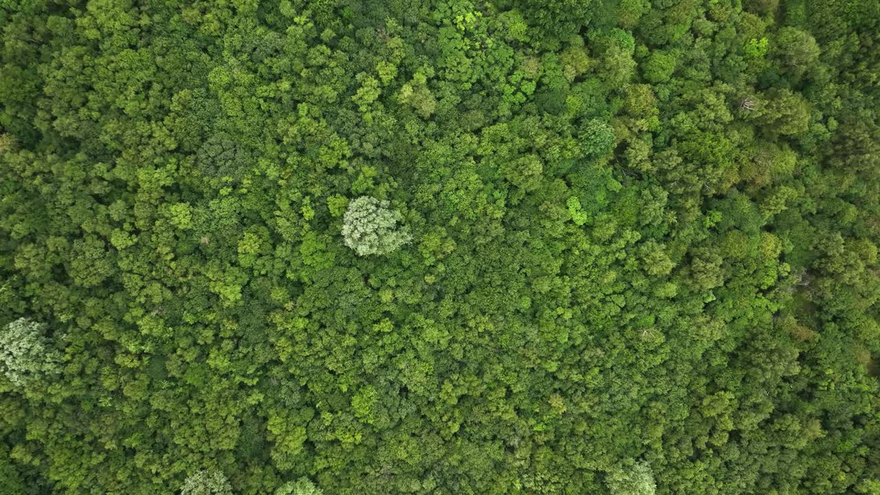 el denso dosel del bosque desde arriba