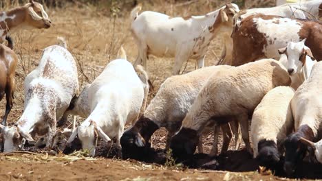 água potável de gado de cabra na aldeia do quênia, áfrica