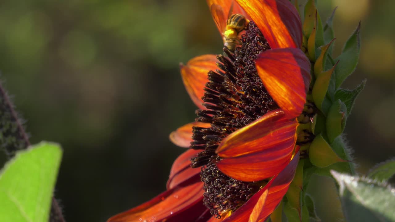 Close-up honeybees leaving and arriving on red sunflower, slowmo, macro nature, flying insects