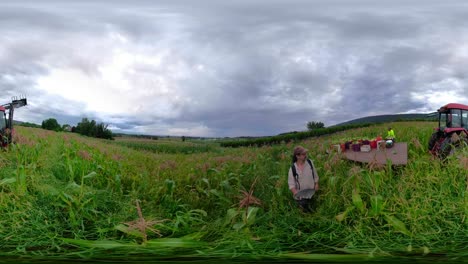 360 vr selfie stick moving through a cornfield as farmhands pick corn under overcast skies