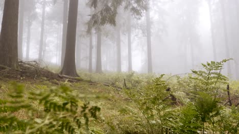 a low angle view of the wilderness in a forest