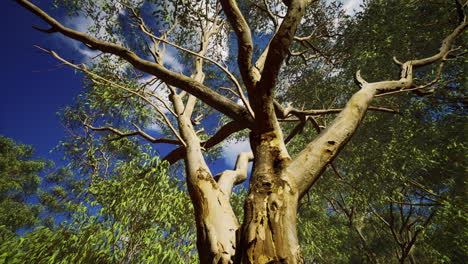 eucaliptus-in-Australia-red-Center