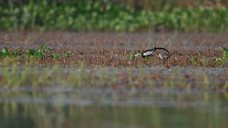 Danza-De-Jacana-Cola-De-Faisán-Para-Estera