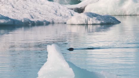 seal swimming in cold arctic ocean lagoon with icebergs and ice floes
