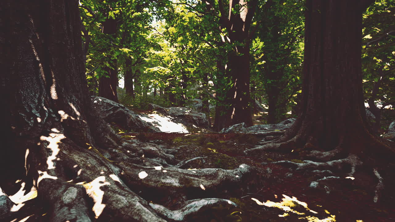camino del bosque iluminado por el sol