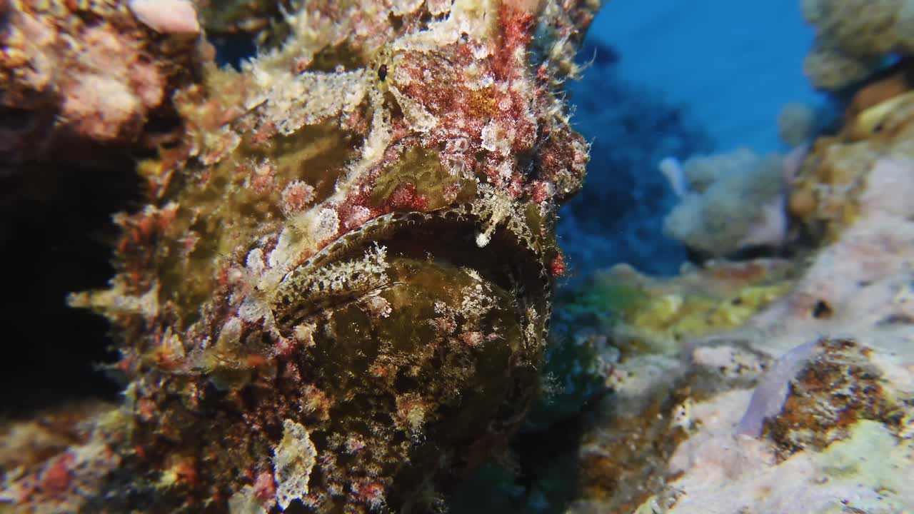 Close-up view of a camouflaged frogfish blending seamlessly with corals in Mauritius waters, highlighting its cryptic patterns and unique marine disguise
