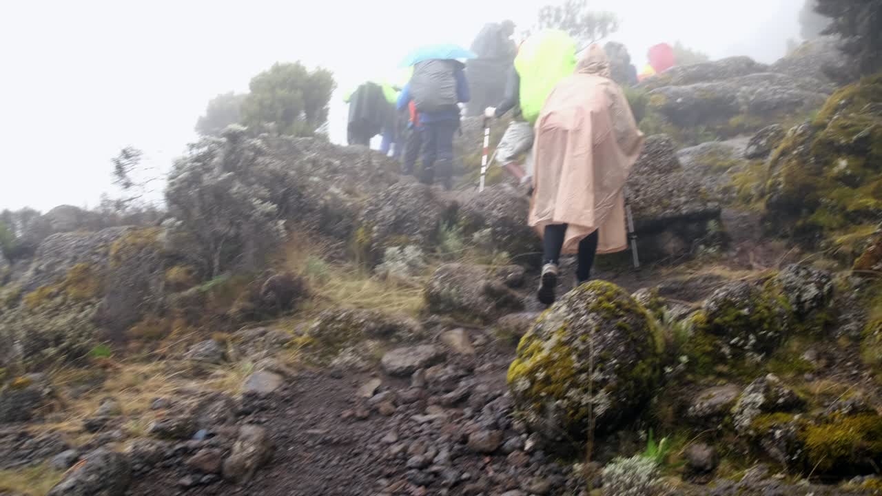 excursionistas caminan con mochilas y palos de senderismo mientras caminan por el monte kilimanjaro en la niebla