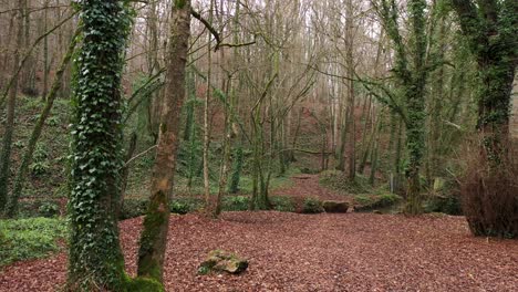 drone shot of a forest in normandie during winter