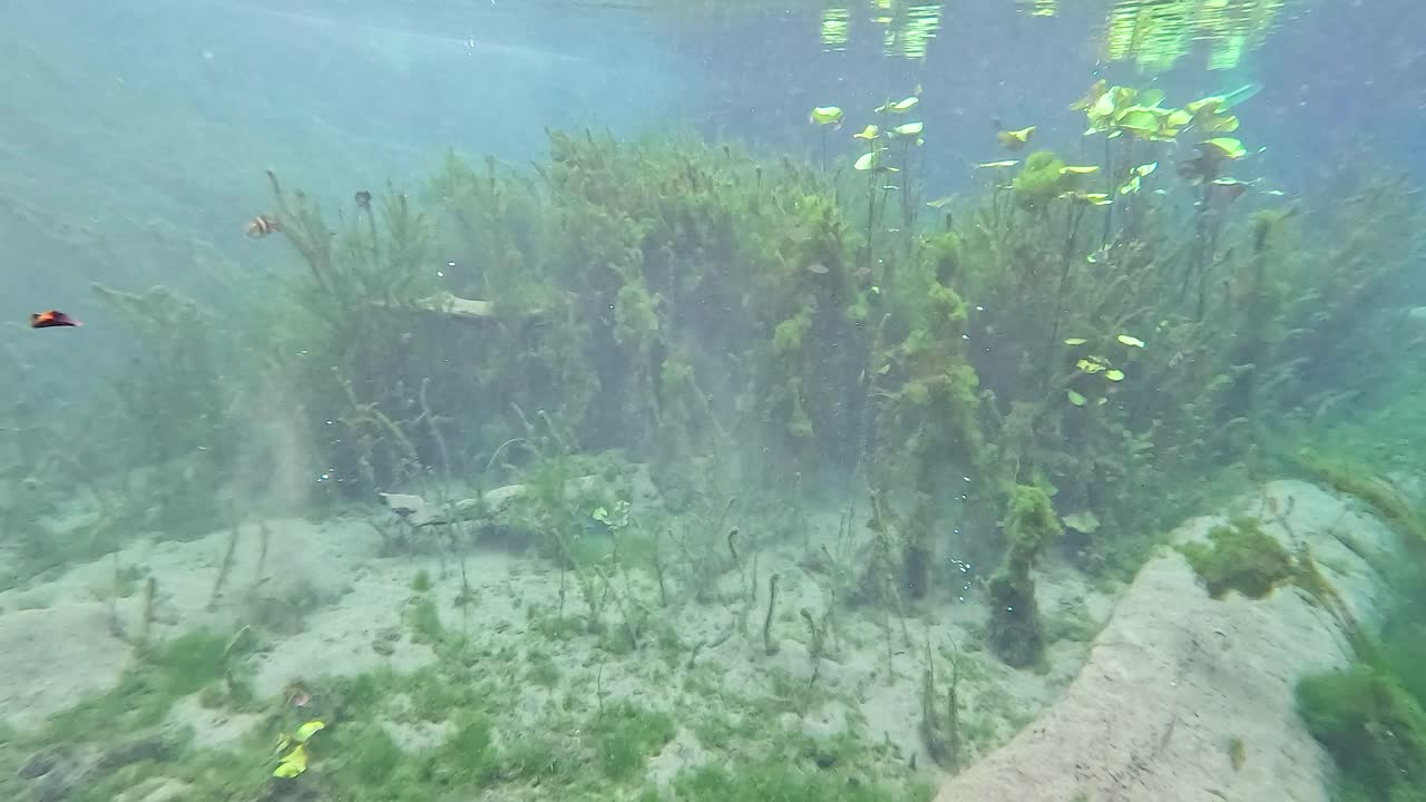 은 물은 활기찬 수생 식물과 물고기를 드러니다.