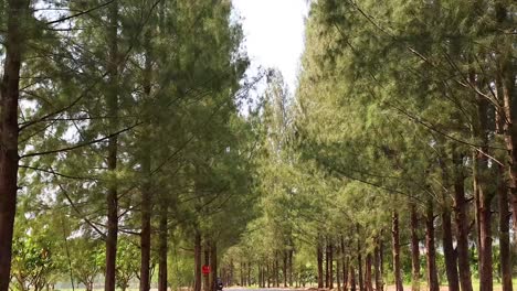 vehicle traverses scenic road lined with trees