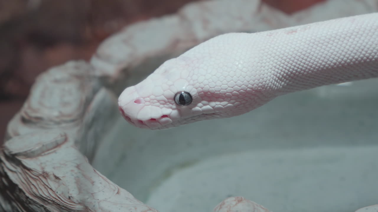 pitón leucístico regius , cabeza de serpiente blanca en primer plano que muestra la lengua