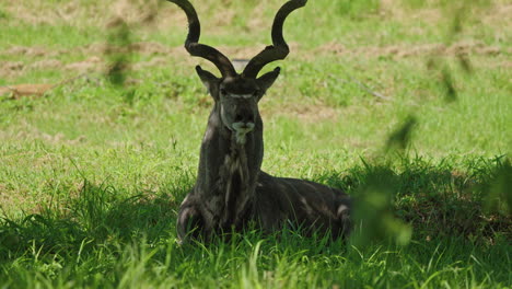 kudu under a tree in the african savannah, its spiral horns gleaming in the shade