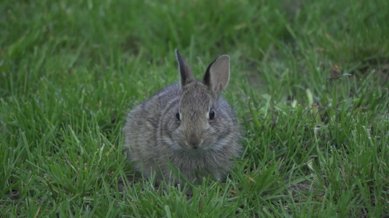 녹색 잔디에 야외에서 방목하는 아기 동부 솜꼬리 토끼 토끼의 근접 촬영 샷