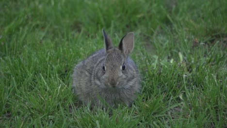 primer plano de un bebé conejito de cola de algodón oriental pastando al aire libre en la hierba verde