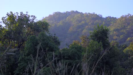 Luz-Del-Sol-De-La-Mañana-En-Las-Montañas-Pocas-De-La-Selva-India-Maharashtra