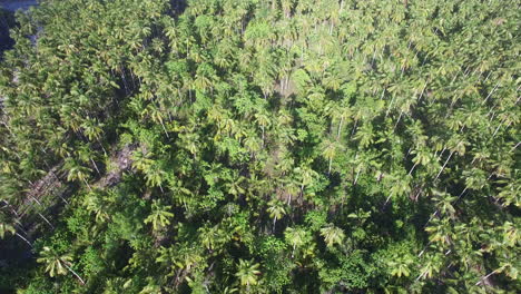 Coconut-Trees-in-Tropical-Island