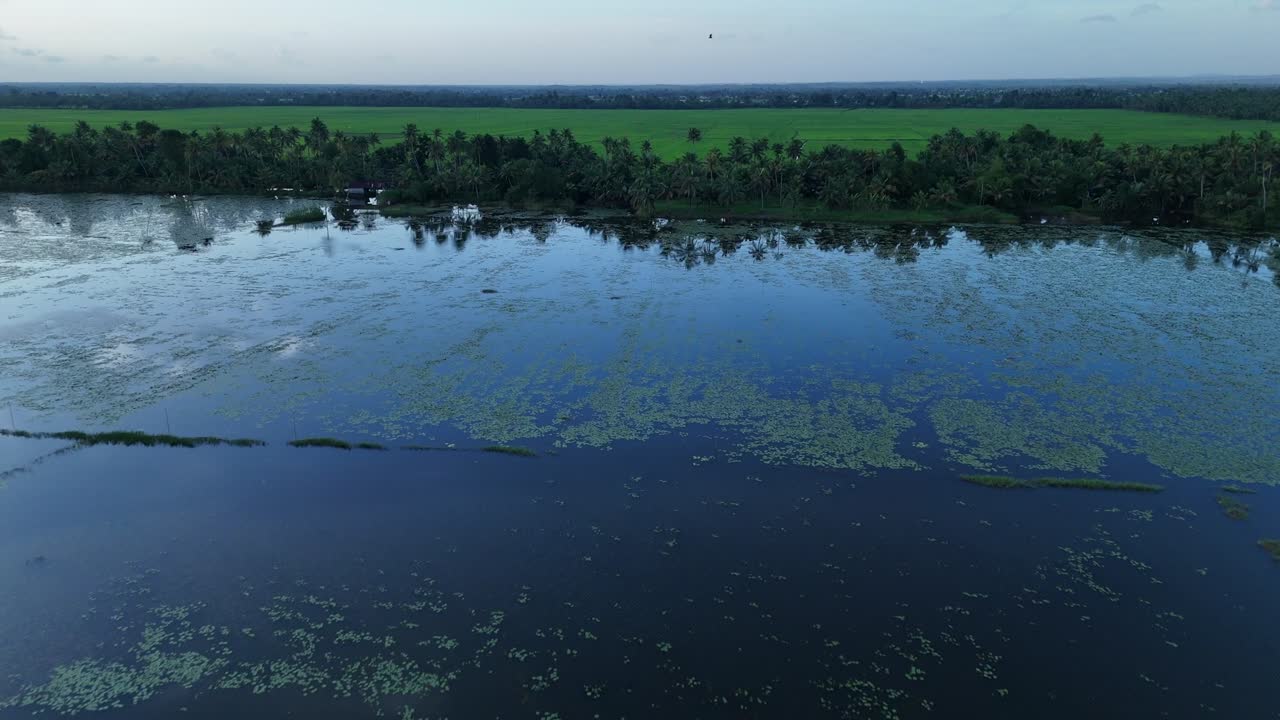 Aerial View of Tranquil Backwaters with Lush Green Rice Fields and Coconut Trees