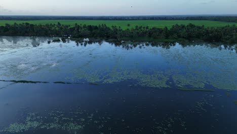 aerial view of tranquil backwaters with lush green rice fields and coconut trees