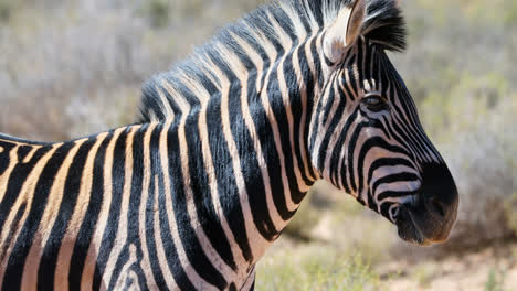 Zebra-grazing-on-grassland-4k