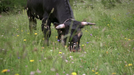 movimiento lento de la vaca negra pastando en el campo de flores durante la primavera