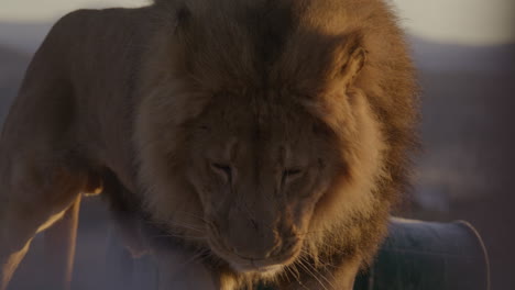 Male-lion-standing-up-in-slow-motion