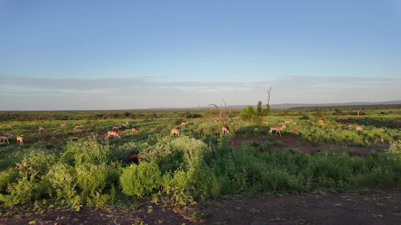 Ombra di un veicolo al tramonto durante un viaggio nel parco nazionale Kruger, con antilopi al pascolo