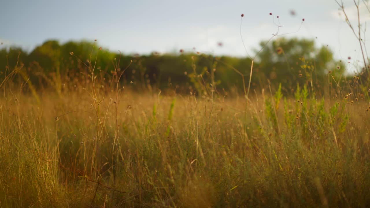 sol brillando a través de un campo de trigo al atardecer, con una suave brisa sobre hierba silvestre