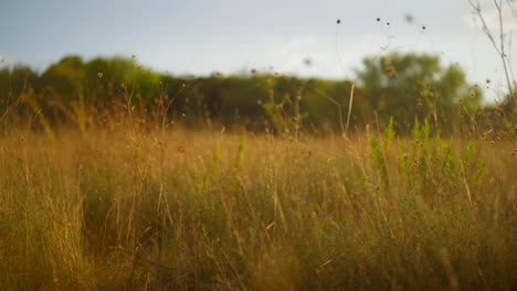 sun shining through a wheat field at sunset, with a gentle breeze on wild grass