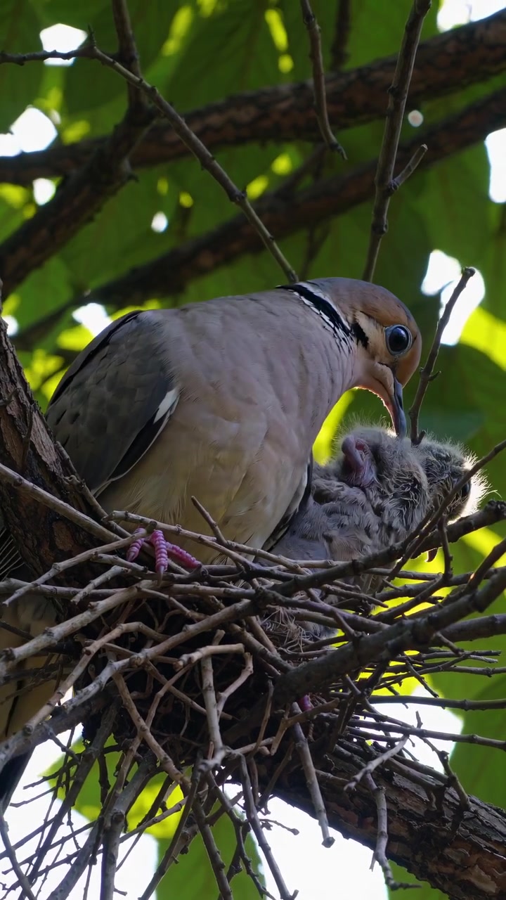 Mourning Dove Feeding Its Chick in a Nest