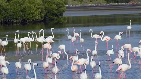 hd wildlife videos, caribbean pink flamingo at ras al khor wildlife sanctuary, a wetland reserve in dubai, united arab emirates, flamingos videos.