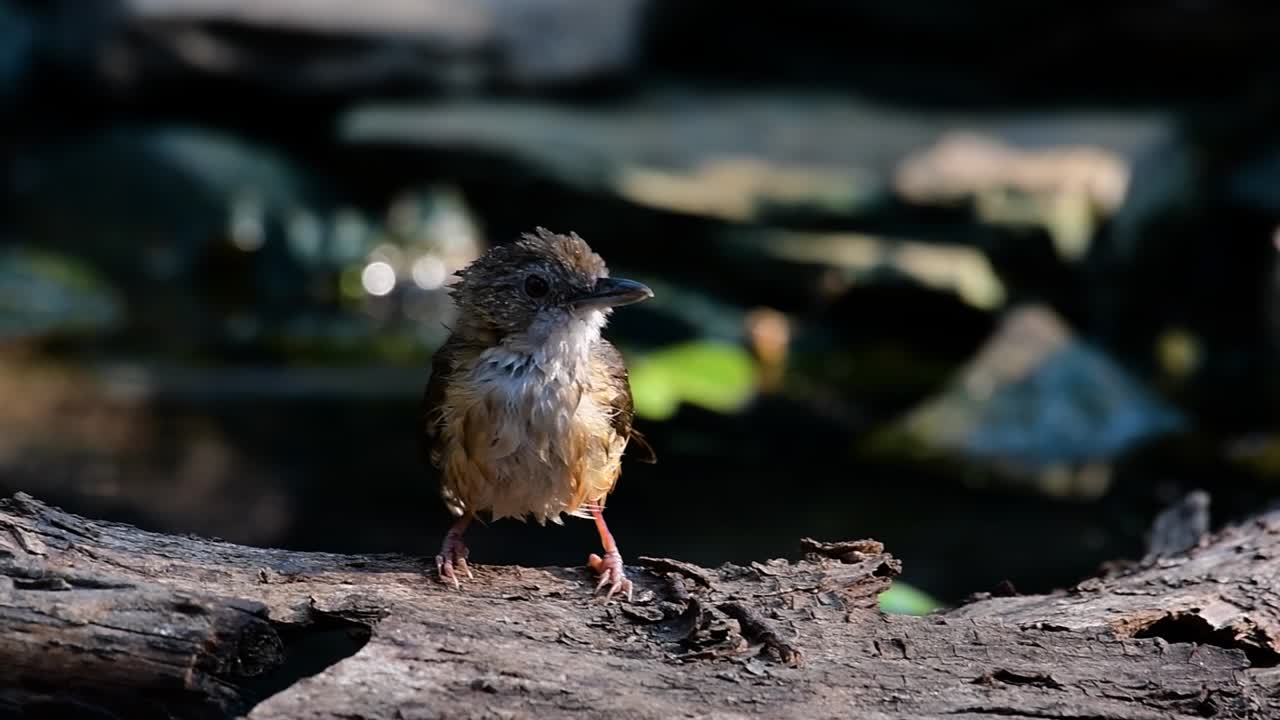 The Abbot’s Babbler is found in the Himalayas to South Asia and the Southeast Asia