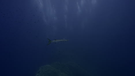 Barrakuda,-Der-Im-Blauen-Wasser-Schwimmt,-Mitten-In-Den-Blasen-Des-Tauchers