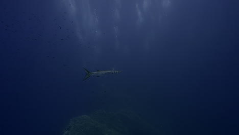 barracuda nadando en agua azul, en medio de burbujas de buzo