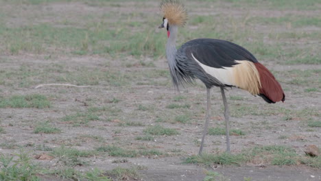 Grey-crowned-crane-pecking-on-the-grassy-ground-in-Botswana---closeup-shot