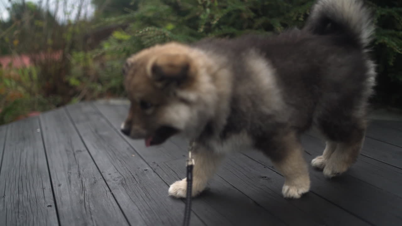 갑판을 가로질러 걷는 핀란드어 lapphund 강아지의 추적 샷
