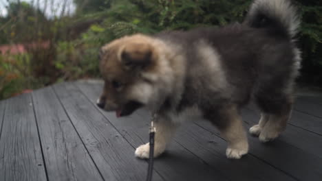 tracking shot of a finnish lapphund puppy walking across the decking