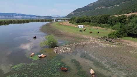 vacas de ganado nadan en el lago ioannina en grecia, rodeadas de autocaravanas turísticas - aero