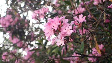 las flores de la oleandra rosa